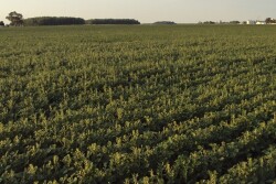 The 2016 off-target dicamba epicenter was in the Mid-South, but growers recorded incidents in a wide belt of states, including soybean damage in Indiana.
