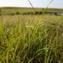 Prairie Grass