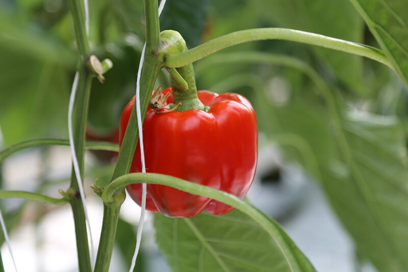 Randhawa pepper