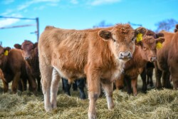 Feeder Calves