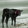 In cold and windy situations, protection for livestock will reduce cold stress and aid in calving success and energy requirements. 