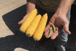 Corn and soybeans from the Farm Journal Midwest Crop Tour stop in Sac County, Iowa.