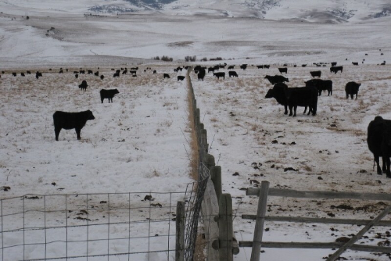 Fenceline weaning appears to benefit calf performance, but might not be practical for some producers. 