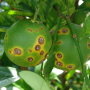 Citrus canker