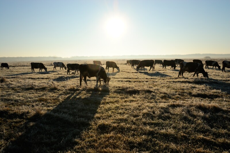 Deworming cattle on a timely basis can improve both meat and milk production as well as overall herd health.