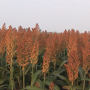 SORGHUM_WEB