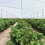 Dundee Citrus Growers Association CUPS