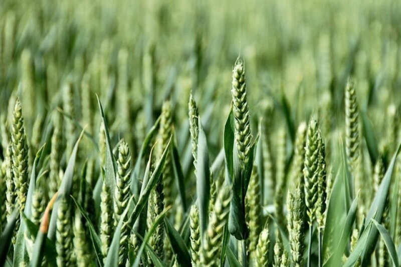 wheat-1320965-1278x799
