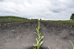 USDA has large acreage penciled in for 2020. With the sudden drop in ethanol demand, the outlook for new crop corn is also waning.