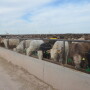 BT_Feedlot_Cattle_Texas