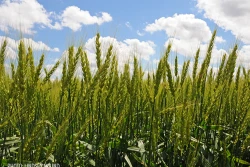 green wheat field by Lindsey Pound