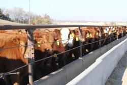All classes of cattle traded higher.