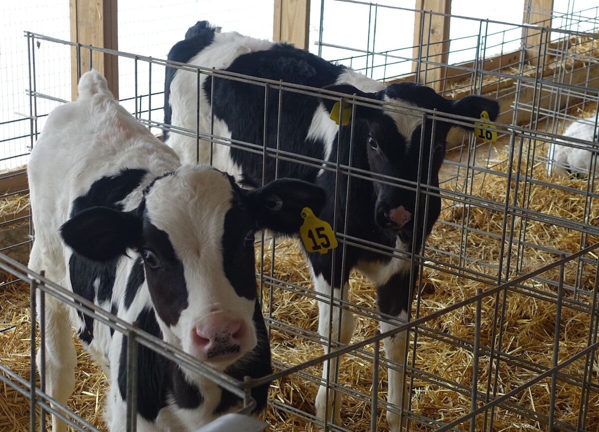 3 Offense Tools to Control Crypto in Calves - Dairy Herd