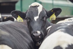 PurinaCattle_Dairy-Beef_091715
