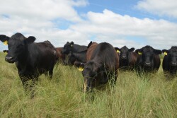 Certified Angus Beef fiscal 2019 sales tonnage volume has increased almost 6% with the June data not yet final.  