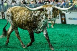 Longhorn
