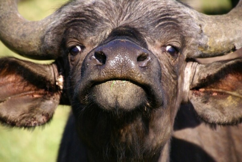 Water Buffalo