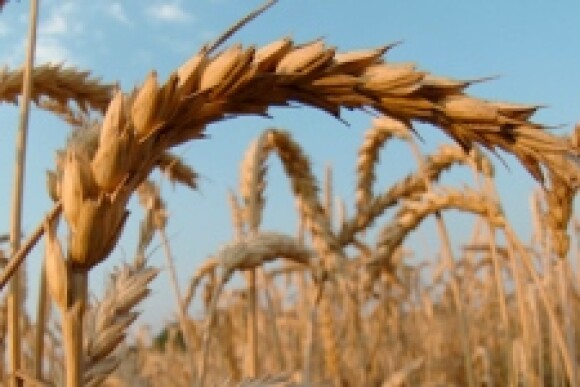 wheat