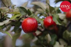 Envy apples