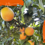 citrusmarketing21_texas_web.png