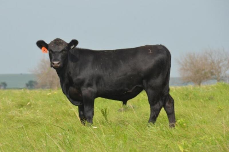 Angus steer