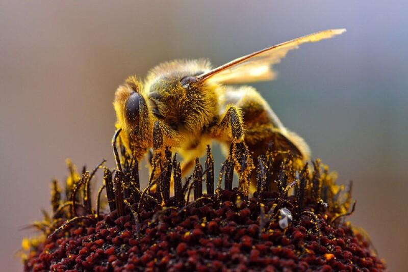 Honeybee