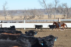 BT_Pen_Rider_Feedlot