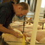Man with pigs inside a barn