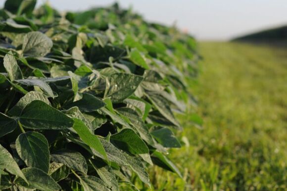 soybeans