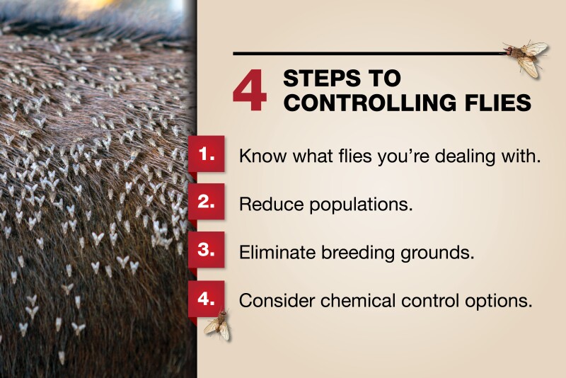 More Than Annoyance: Flies Can Impact Health and Profits - Drovers