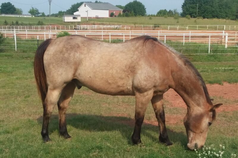 Clemsonhorse.jpg