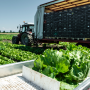 Lettuce harvest