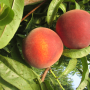 New Jersey Peach Promotion Council funds research into new varieties to stay competitive.