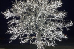 Minnesota Christmas Tree