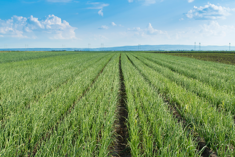 Wada onion field