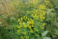 Early and correct identification of pasture weeds is the first step in maintaining a healthy pasture. 