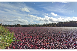 cranberries