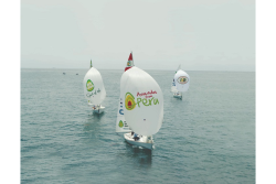 avocado regatta