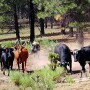 Estray Cattle in Gila National Forest