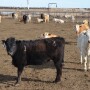 BT_Mexican_Feeder_Cattle