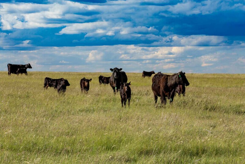 Range and pasture represent one-third of the continental U.S.