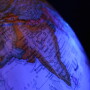 globe