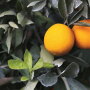 Booth Ranches LLC was in full swing harvesting, packing and shipping navel oranges in mid-January, says Tracy Jones, vice president of sales and marketing.
