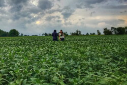 2017_crop_tour_-_soybeans.jpg