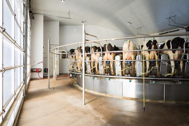 Year-over-year growth in cow numbers was led by South Dakota, who continued its impressive growth trend.