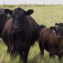 Beef cattle on pasture.