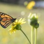 Monarch