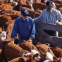 preconditioning_calves_Sam_Wirzba
