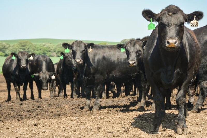 DR-CAB-Insider-Feedlot-840.jpg