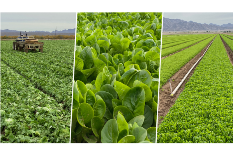 FDA lettuce collage.png